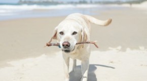 Pet-Friendly Accommodation: SE Queensland