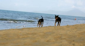 Pet-Friendly Accommodation: Northern Qld
