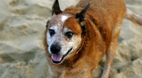 Pet-Friendly Accommodation: Whitsundays & Mackay