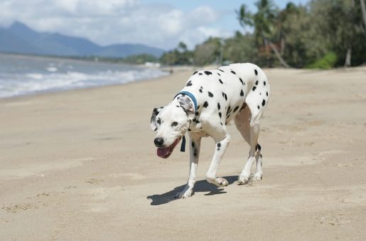 Dog-Friendly Beaches: Near Cairns