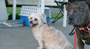 Pet-Friendly Caravan Parks: Qld, Cairns to Innisfail