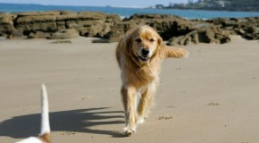 Great Ocean Road: Best Pet-Friendly Places to Stay