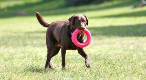 Pet-Friendly Accommodation: Daylesford & Around