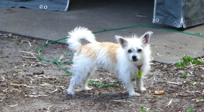 Dog-Friendly Camping Victoria