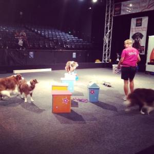 dog lovers show