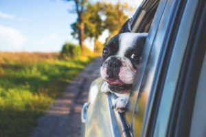 Is Your Dog Driving You Barking Mad In The Car?