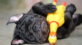 What to Pack When you Travel with Your Pet