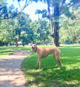 Goomboora Park for Dogs