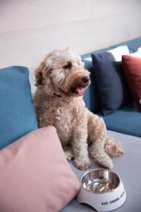 Dog friendly hotel melbourne