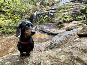 Cateract Falls Upper With Dog