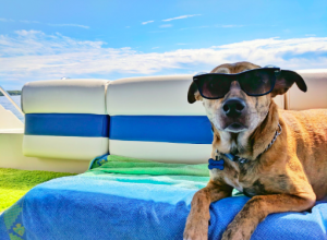 Safety tips for traveling with pets