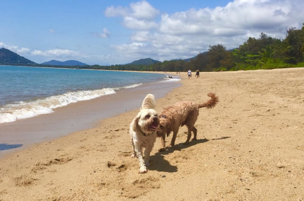 Dog friendly beach Cairns, pet friendly places Queensland