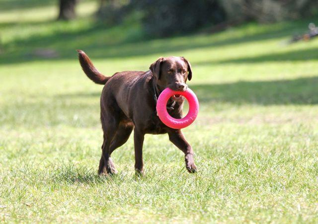 Pet-Friendly Accommodation Daylesford & Around