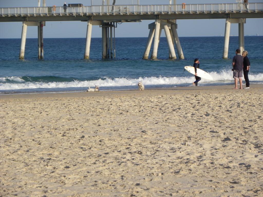 Dog Friendly Beaches Gold Coast Pet Friendly Gold Coast