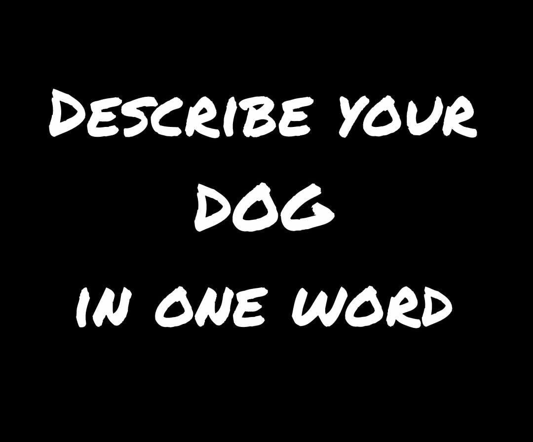 Words To Describe Pet Dog