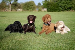 How to find the right pet insurance plan