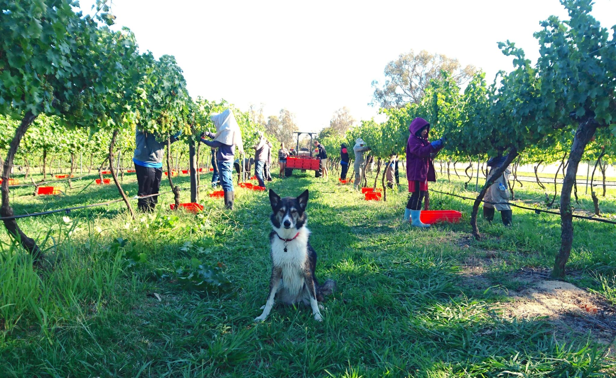 PetFriendly Wineries ACT Pet Friendly