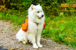 Top 5 Tips for Camping with Dogs