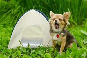 Top 5 Tips for Camping with Dogs