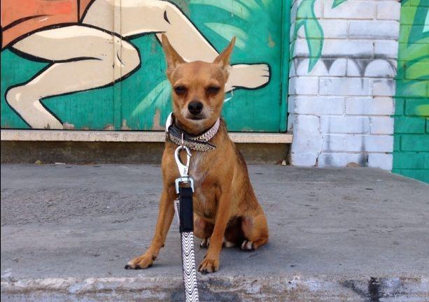 International Chihuahua Day