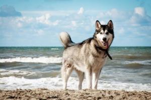 Where to Take Your Pet in Queensland