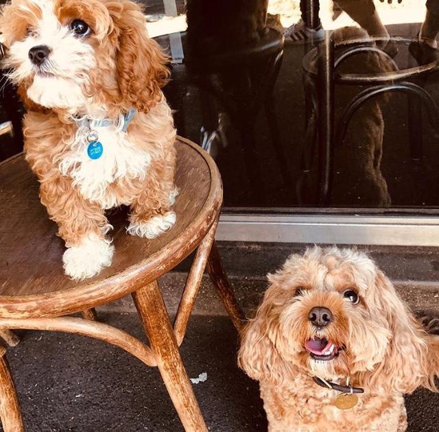 DogFriendly Pubs Near Me Sydney Pet Friendly