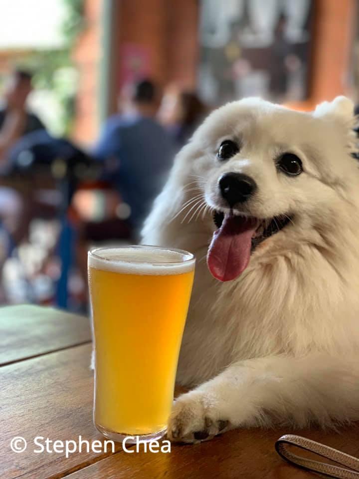 DogFriendly Pubs Near Me Sydney Pet Friendly