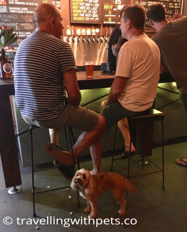 Dog Friendly Pubs Near Me Sydney Pet Friendly Accommodation dog-friendly-pubs-near-me-sydney-pet-friendly-accommodation