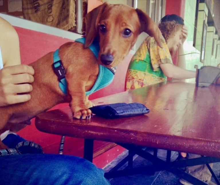 DogFriendly Cafes Near Me Sydney Pet Friendly