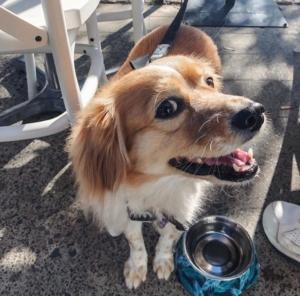 pup cafe near me