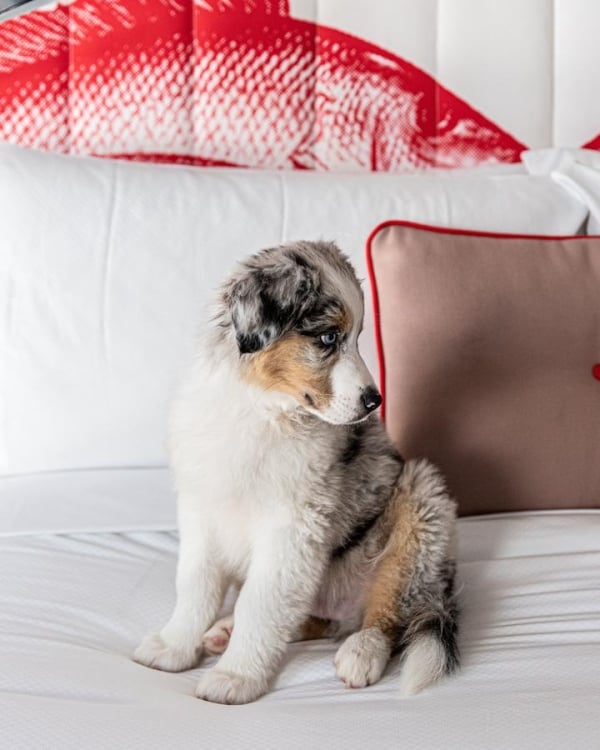 Dog Friendly Places Near Me Sydney Pet Friendly Accommodation dog-friendly-places-near-me-sydney-pet-friendly-accommodation