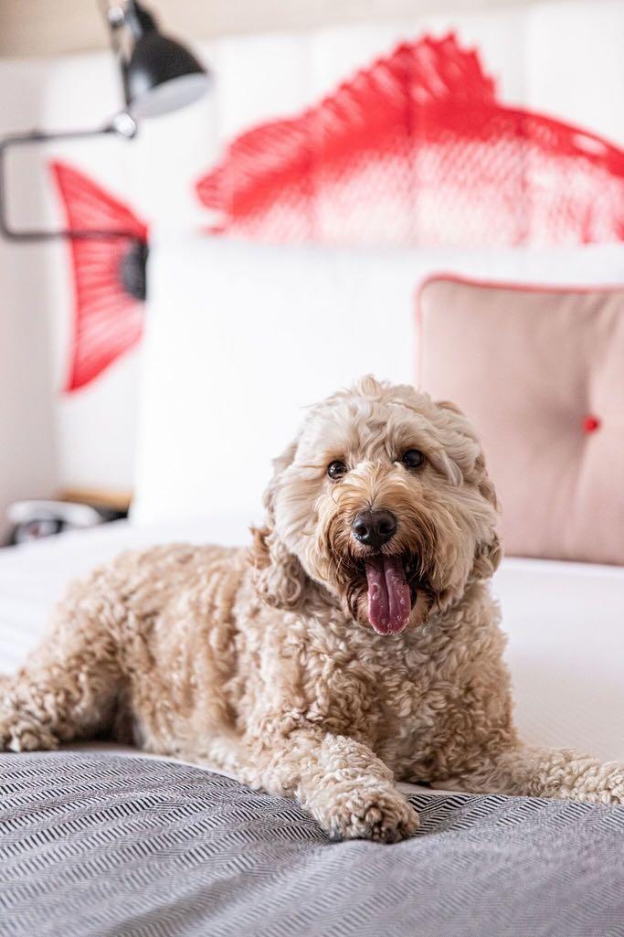 Pet Friendly Sydney Bondi and around