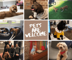 The Ultimo Hotel pet friendly