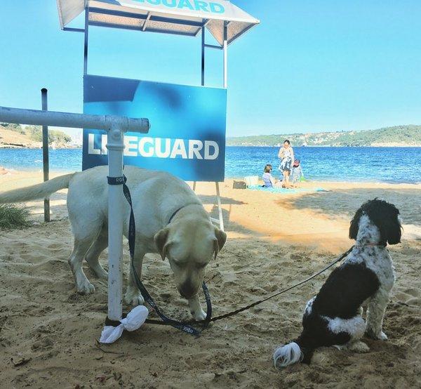 Preparing For Family Holidays With Your Pet