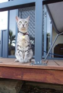 Kangaroo Country Caravan Park Cat Friendly