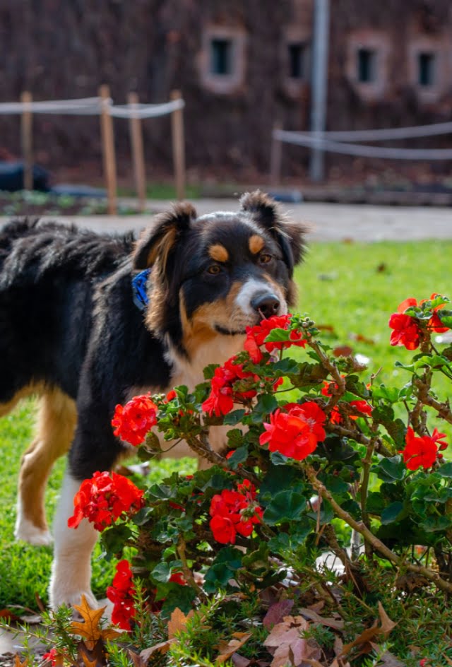 Petals and Pups Pet Friendly