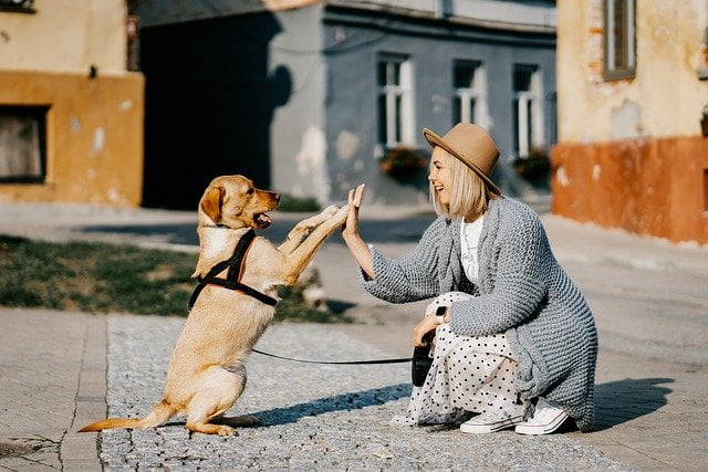 Tips For First Time Dog Owners
