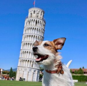 Cecil The Travel Dog
