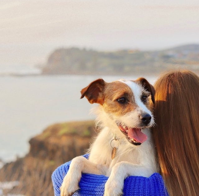 Flying With Pets In Australia