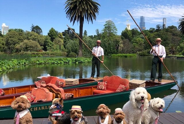 Pets On The Punt 3