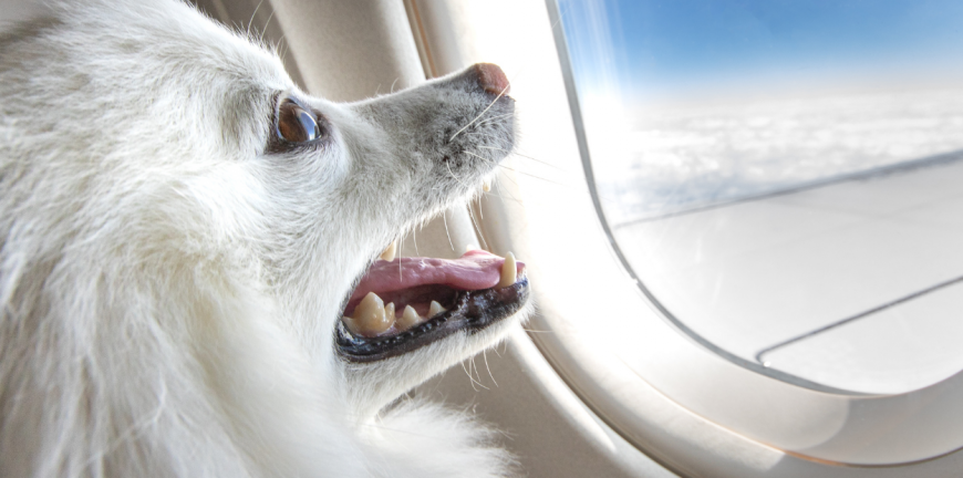 Taking Your Dog On Planes Pros And Cons