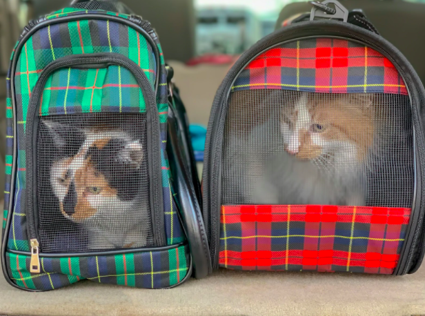 Travelling with Nervous Pets