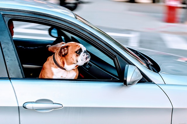 5 Tips To Prepare Your Dog For A Road Trip