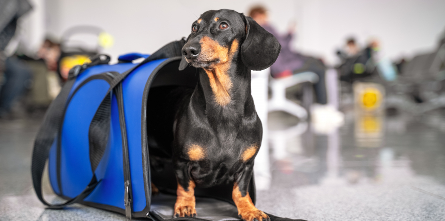 What To Do If Your Pet Gets Sick Or Injured While Travelling