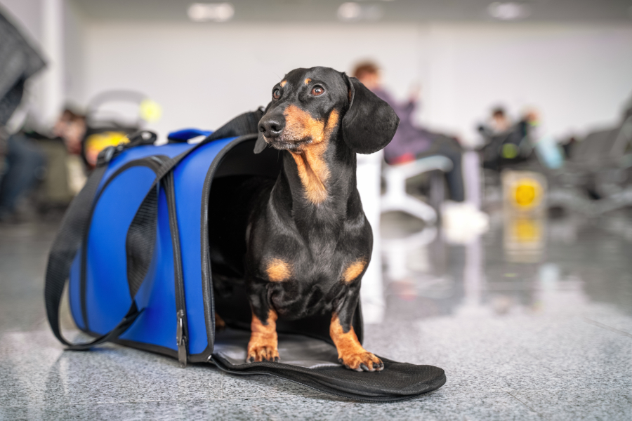 What To Do If Your Pet Gets Sick Or Injured While Travelling