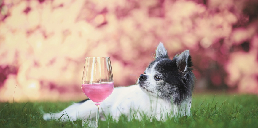 8 Dog Friendly Wineries In Margaret River