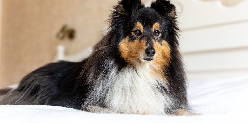 5 Essential Tips For A Comfortable Hotel Stay With Your Dog