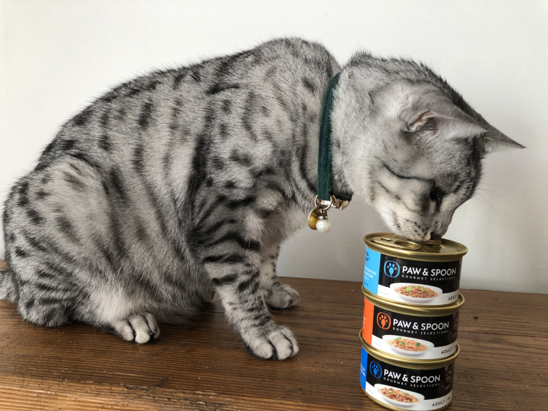 Can you give your cat canned tuna best sale