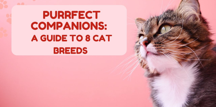 Purrfect Companions A Guide To 8 Cat Breeds