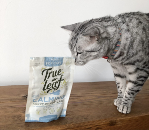 Best Calming Treats For Cats